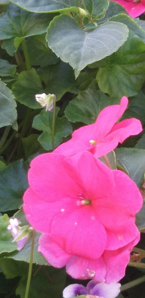 wk8star's tweet photo. #photography #flowers #baech #Sea #October https://t.co/YKJLlLqZGn