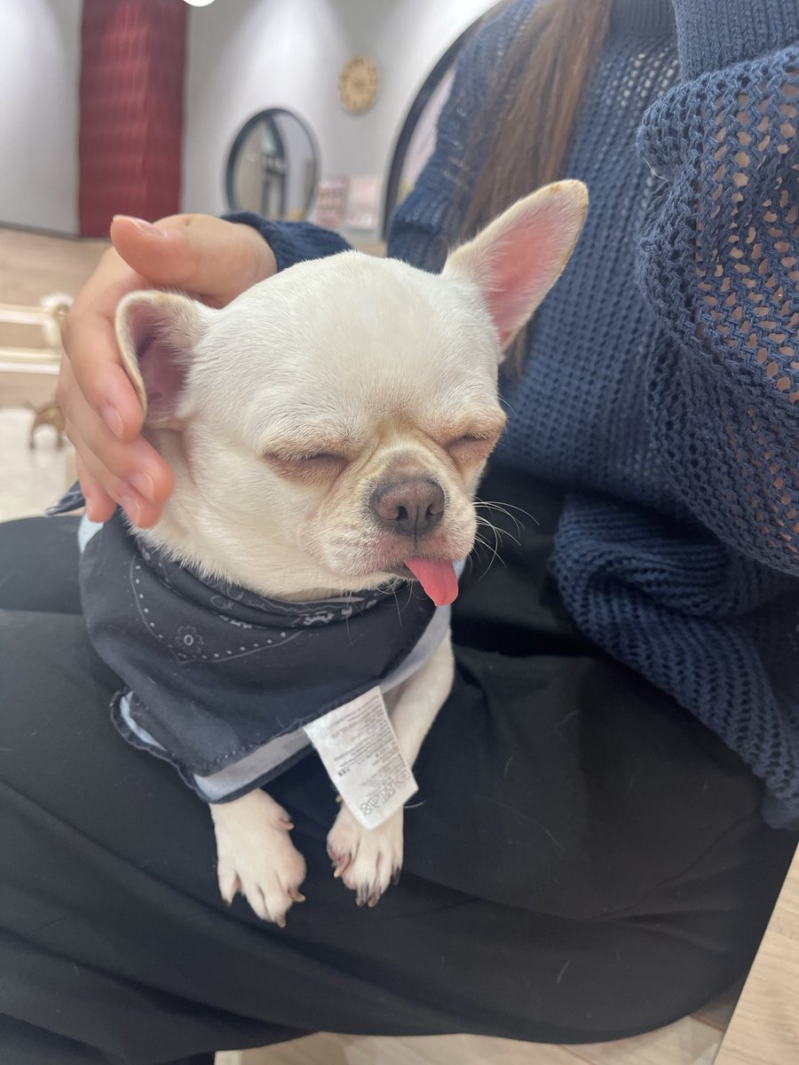 あざと犬