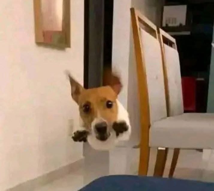 *Llego a casa*

Mi perrito: