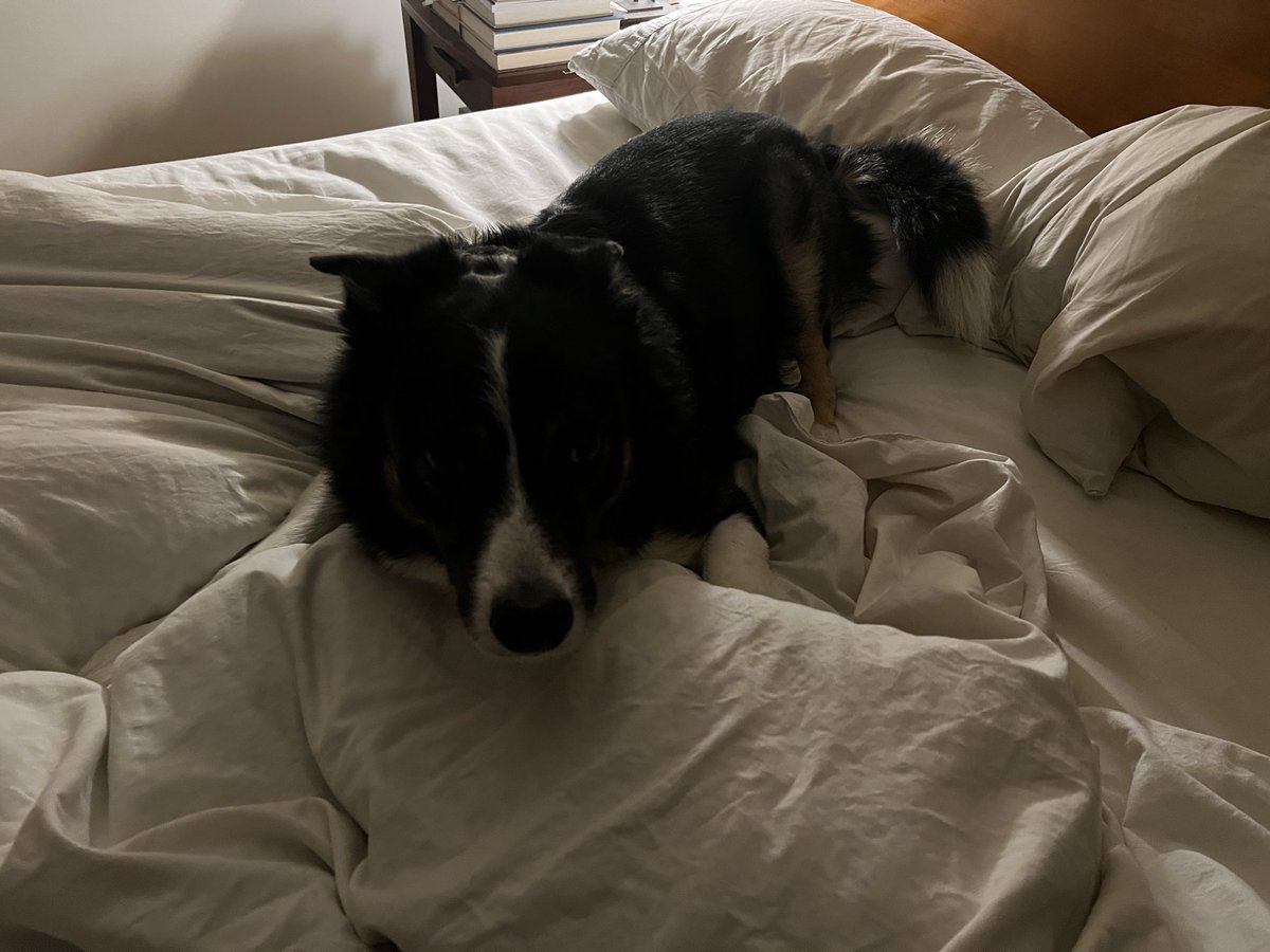 Tonight’s Turndown.  Overall job with pillow fluffing!  #dogsoftwitter #twitterdogcommunity #bordercollie