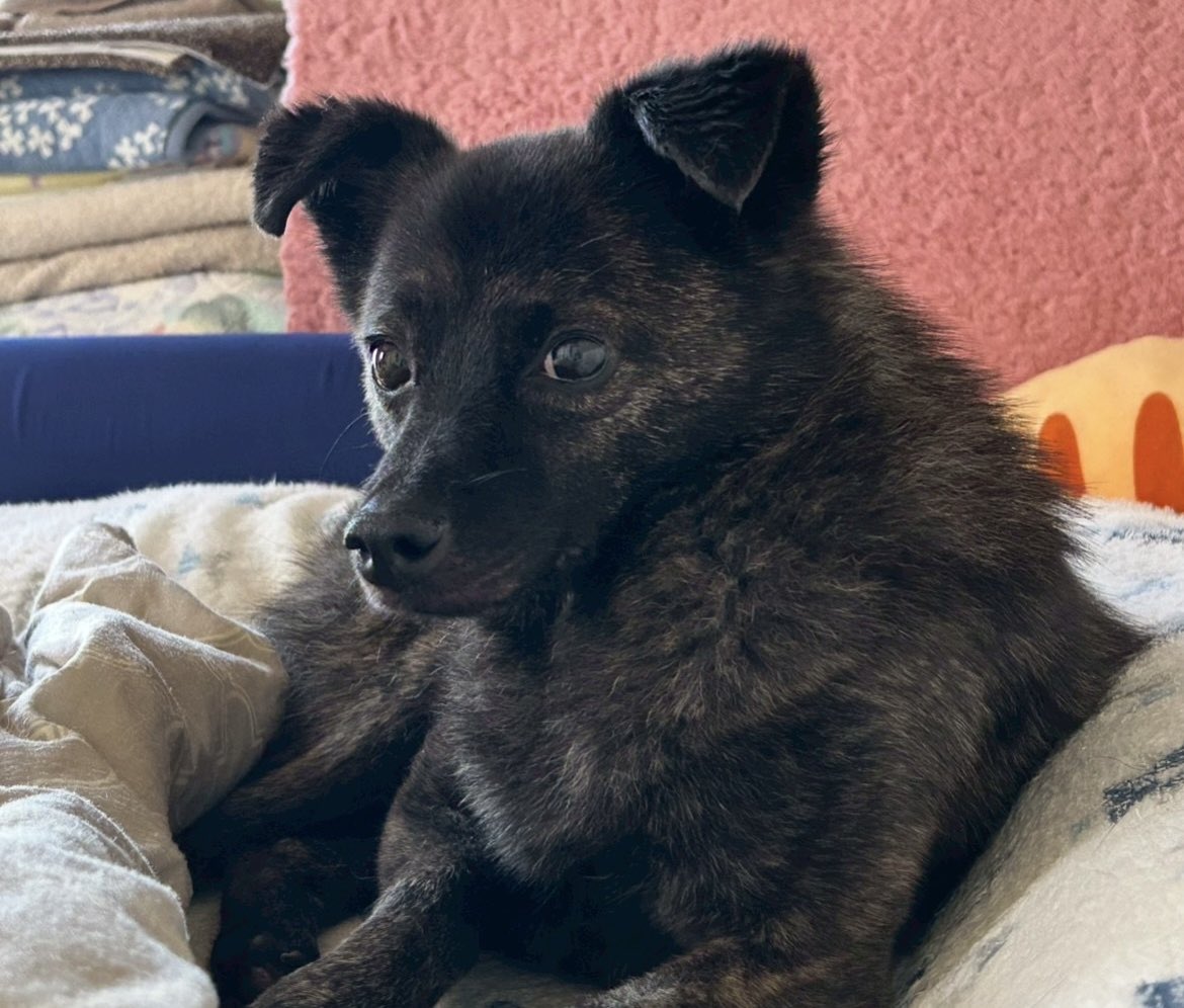 jj88shin's tweet photo. #迷子犬 「はな」探しています 黒っぽい雑種 人,犬にも懐いていません 雨,寒くなるので心配です♀7kg・ピンクの首輪（名札付） 戸頭神社から利根川河川敷を守谷方向へ目撃あり #取手市 #守谷市 些細な情報でもご連絡ください 090-4846-9697 X: @jj88shin  insta: shinkamy  #犬探しています #拡散希望 https://t.co/SbSDoBgkzx