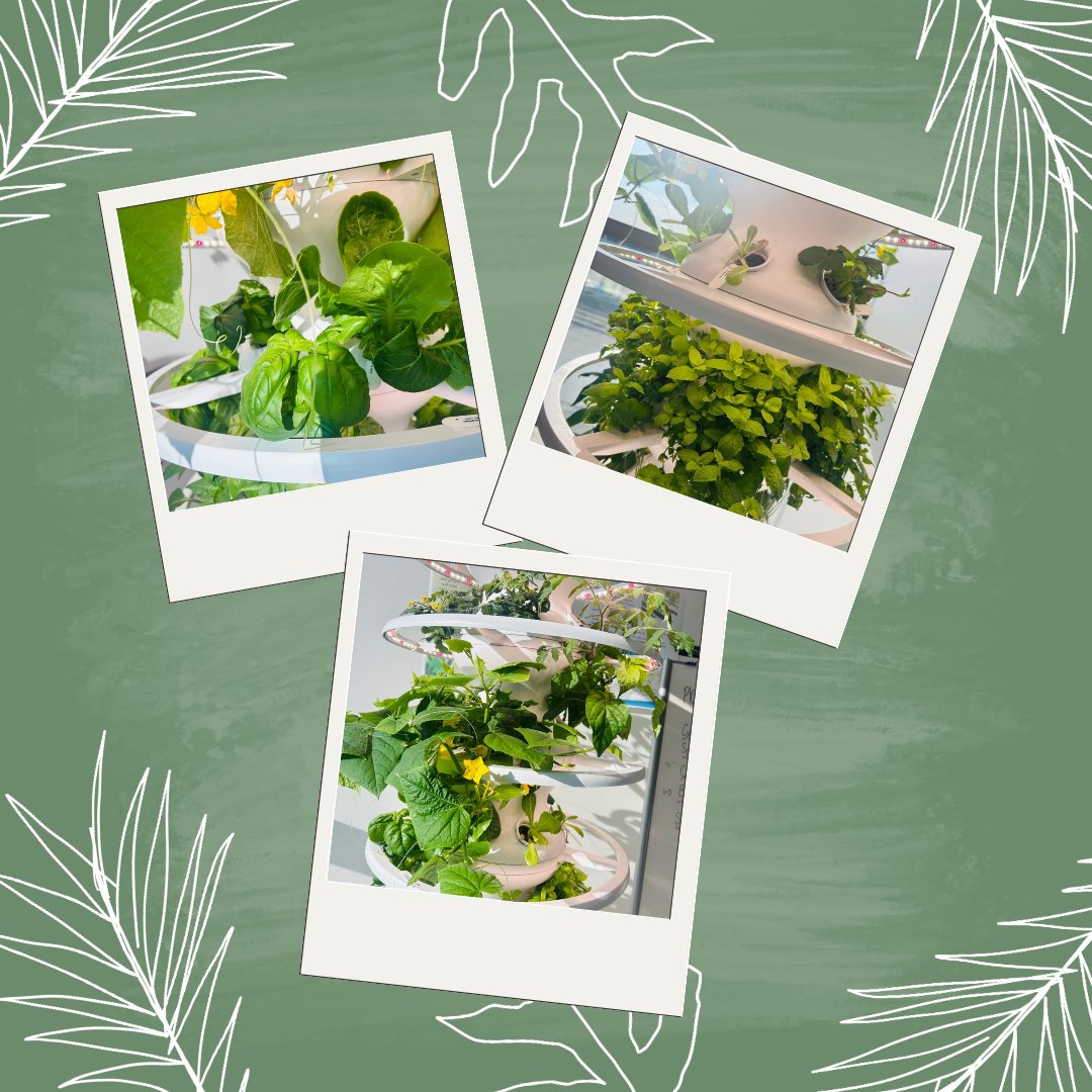 Hands-on learning in action 🌱💧 Our <a href="/YWCPAHISD/">Young Women's College Preparatory Academy</a> students are growing strong w/their #hydroponics projects! From caring for our plants to helping our principal with pollination, they’re showing what science, teamwork, and dedication look like in full bloom 🌸 #YWCPASTEM