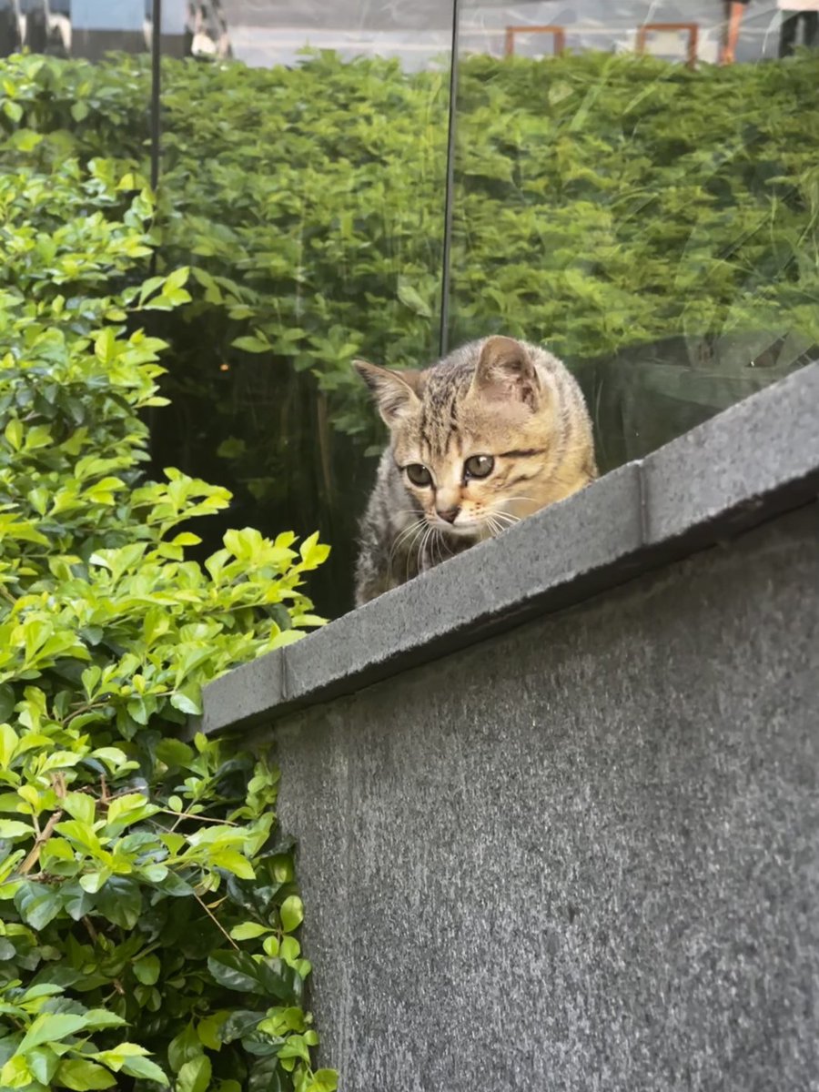 SamcPonsce's tweet image. ただ街の緑や角にいる猫を見たかっただけなんだ🍃
静かな時間って、実はすごく幸せなんだなって思ったの。🐾