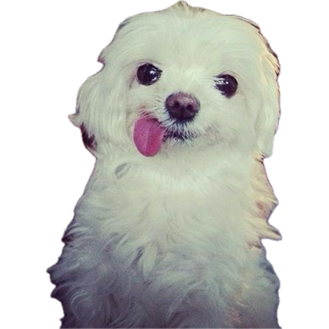hypvn's tweet photo. @peachyunini bruhhh ok I’m sorry munchkin pls unblock me 🥹🥹🥹 https://t.co/zmAsyAY0Ml
