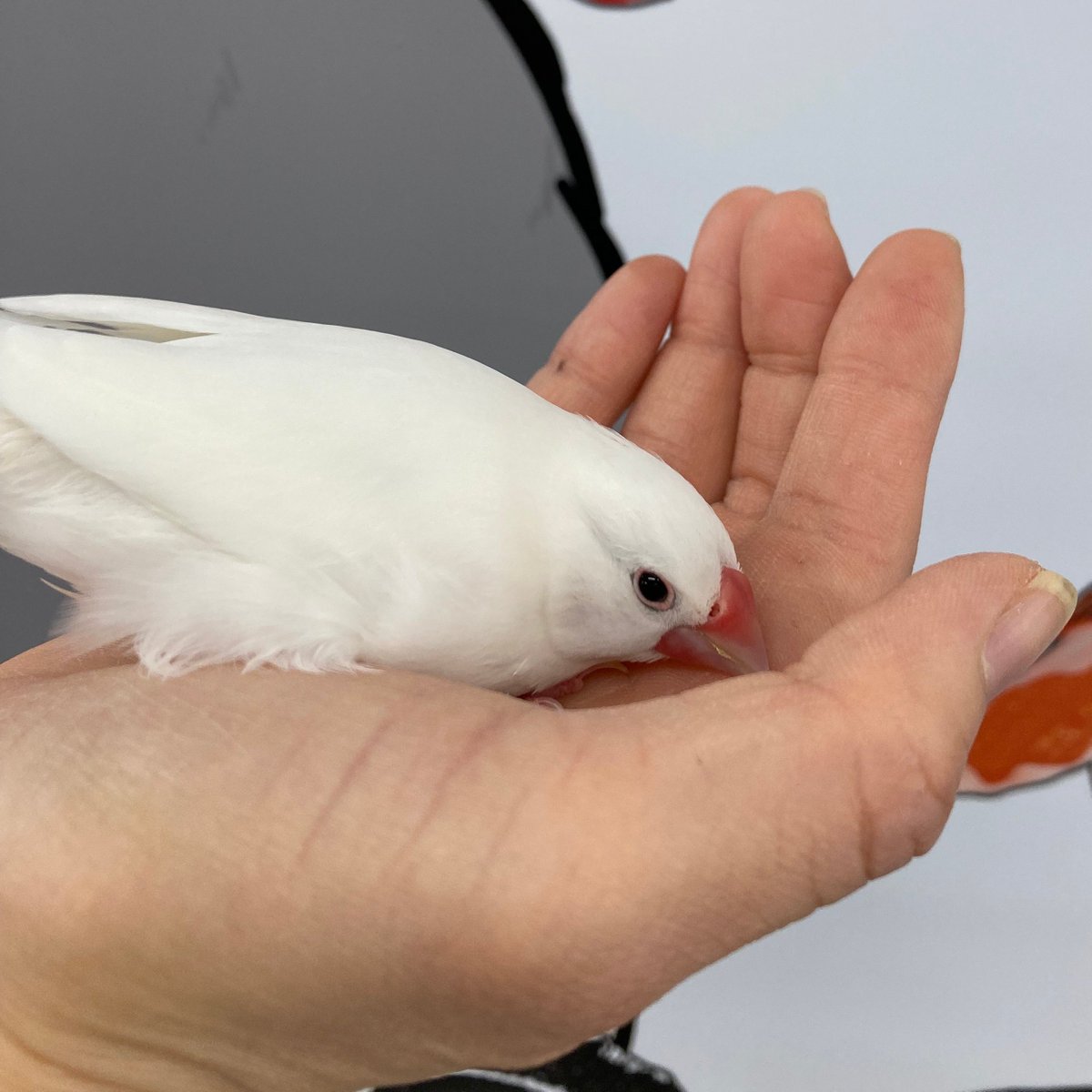 たくさんのコメントやいいねをありがとうございます。 ぶんちゃんは