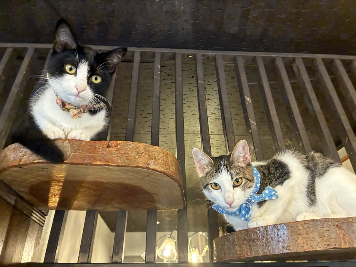 kanamenyankotei's tweet photo. 要にゃんこ亭12:00〜OPENです🐱

2つのクッションに腕をかけてまったりするしろう🐈
もあと小太郎は高いところから人間観察です👀
けれんはフンフン…おもちゃのテイスティング中でした😂💕

本日はどの時間帯でもご案内可能です！
お電話でのご予約&amp;ご来店お待ちしております🌱✨ https://t.co/DX0uXnh406