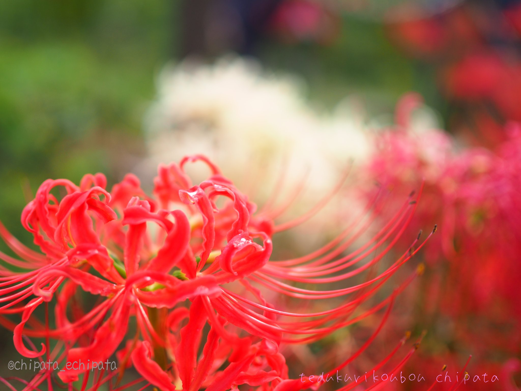s*5様 虎 残響 赤 ヒガンバナ #172 曼珠沙華の花弁に休む鳳蝶が好き 飛鳥の橘寺さんで✨ ここは