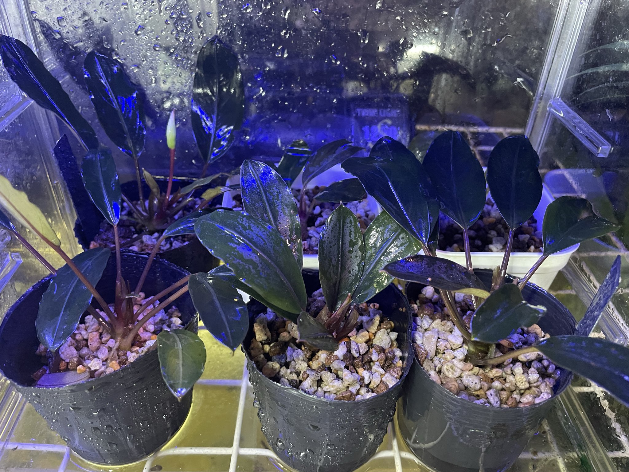 禍ツ帝水草 Bangetsu 卍 Ga Ryuzark 卍 / Bangokusatsu | Duel Masters Wiki