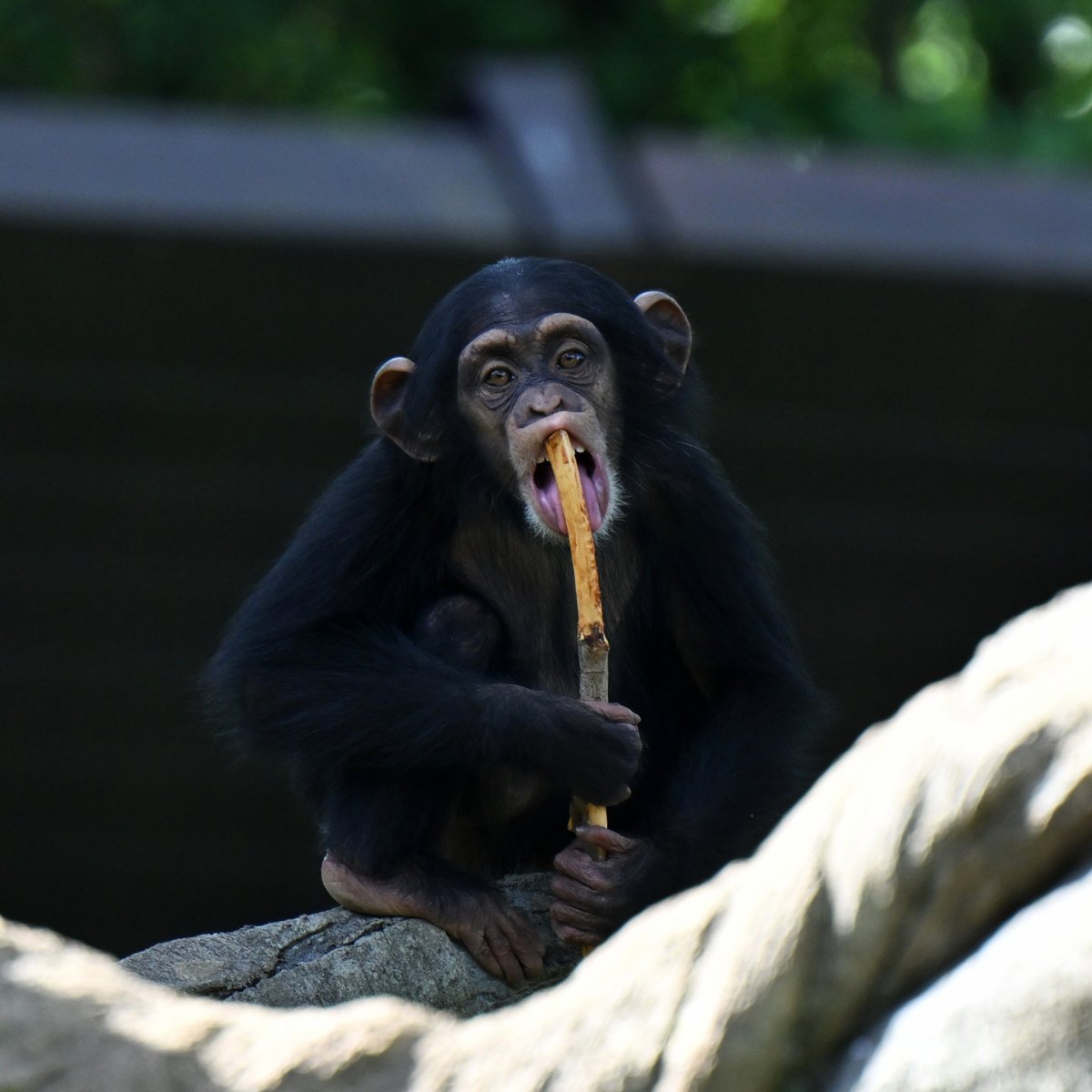 chimpanzee