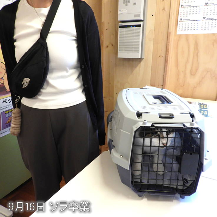 AwcAinikita's tweet photo. こんにちは！
北海道立動物愛護センターです🐈

９月末から譲渡が進んでいます！
新しい飼い主の皆さま､ありがとうございます🍀

#北海道動物愛護センター #あいにきた #猫 #譲渡 https://t.co/wlcyUmlpE4