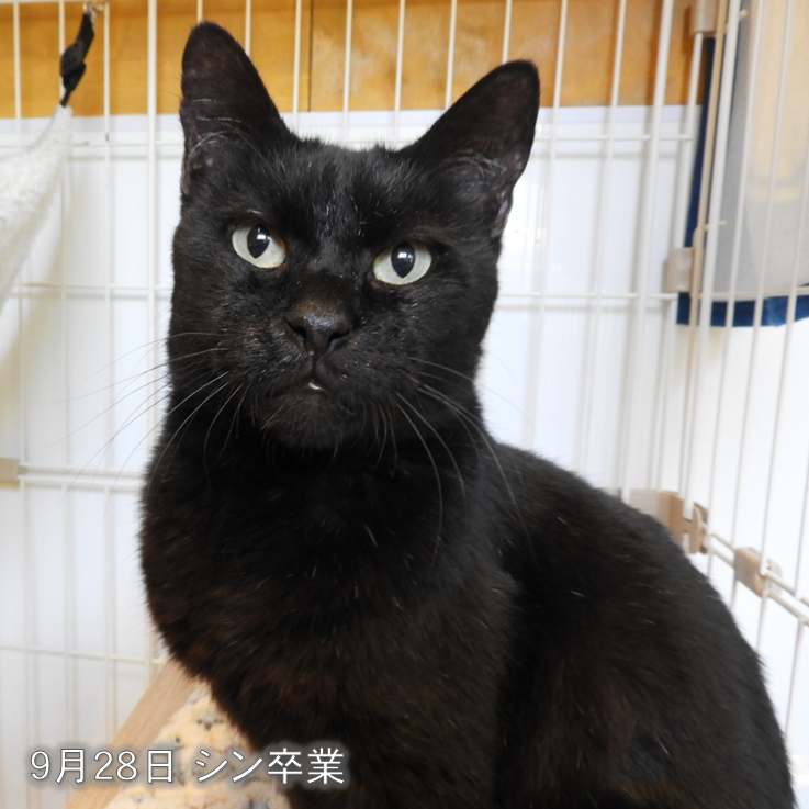AwcAinikita's tweet photo. こんにちは！
北海道立動物愛護センターです🐈

９月末から譲渡が進んでいます！
新しい飼い主の皆さま､ありがとうございます🍀

#北海道動物愛護センター #あいにきた #猫 #譲渡 https://t.co/wlcyUmlpE4