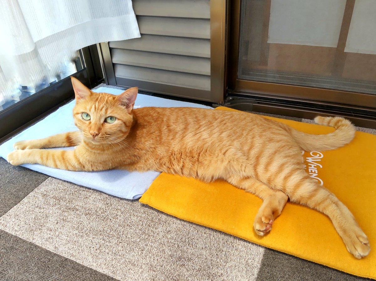 gigichapo's tweet photo. かわいい🥳🥖✨
#猫 https://t.co/9l6SoMCxNV