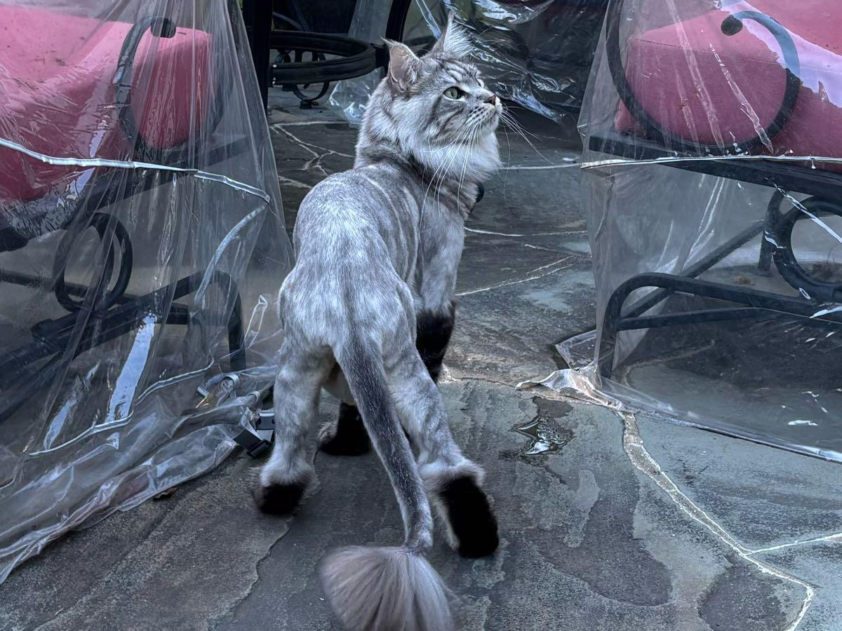 Maine Coon with a Lion Cut !