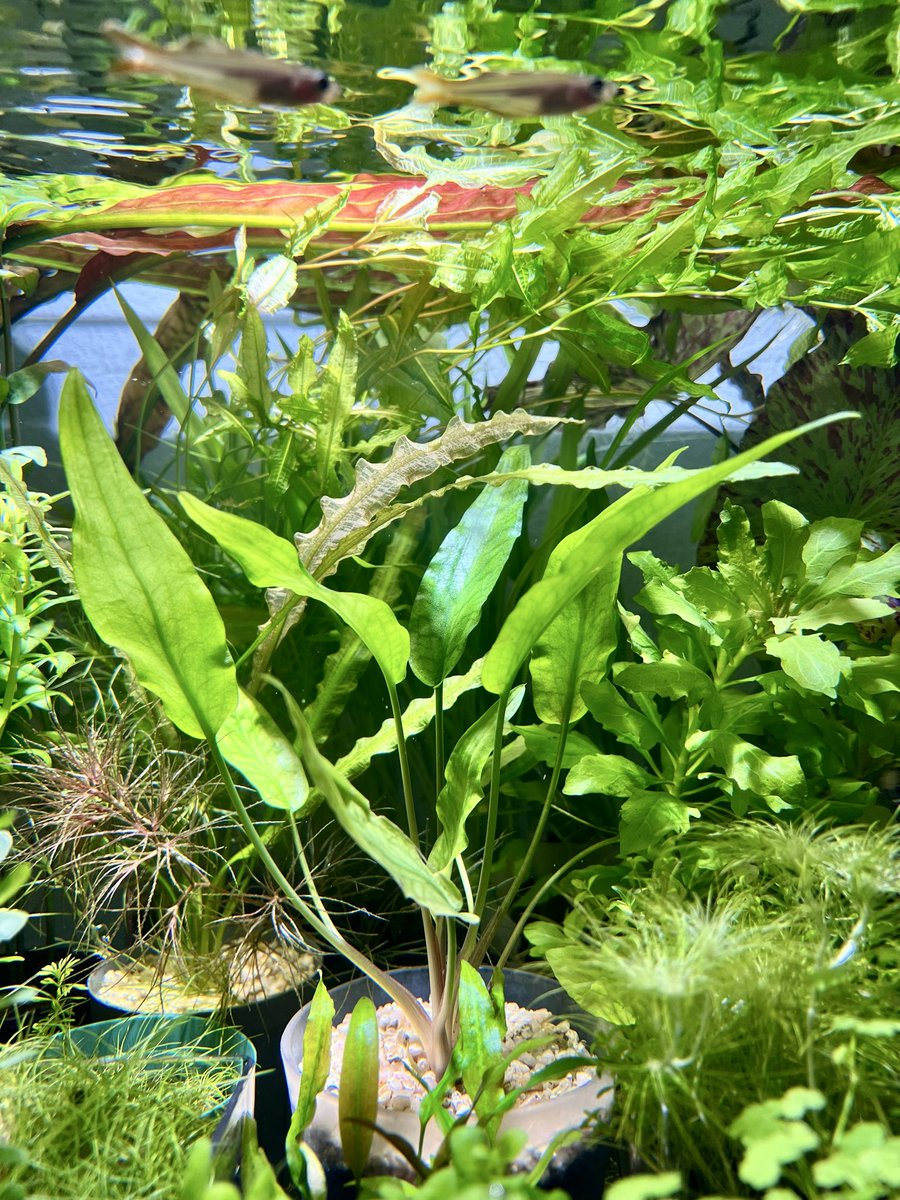 クリプトコリネジョシャニー
草わるんで出会った素敵クリプト。その後溶けることなく水上葉は葉長20㎝をまで成長し水中葉も2枚出ました。
さらにこの短期間で子株まで‼️
葉柄の赤も目立ち始めて素敵度倍増😊
クリプトコリネ、そもそも健康な個体を得るのが肝要ですね。
<a href="/AQUAFORTUNE2007/">AQUA FORTUNE</a>