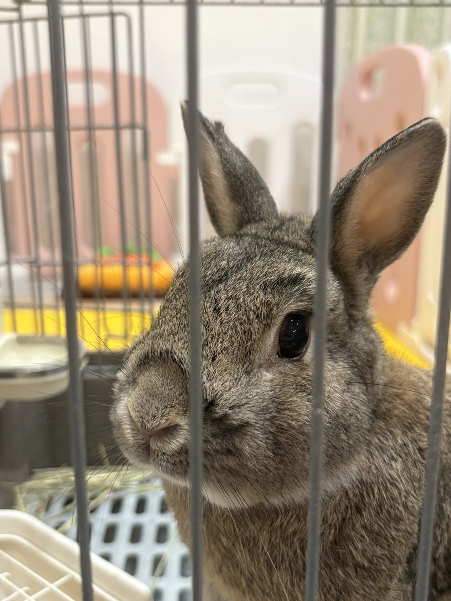 chitamazon's tweet image. ここちゃんの生え変わり眉毛(｀･ω･´)ｷﾘｯ
