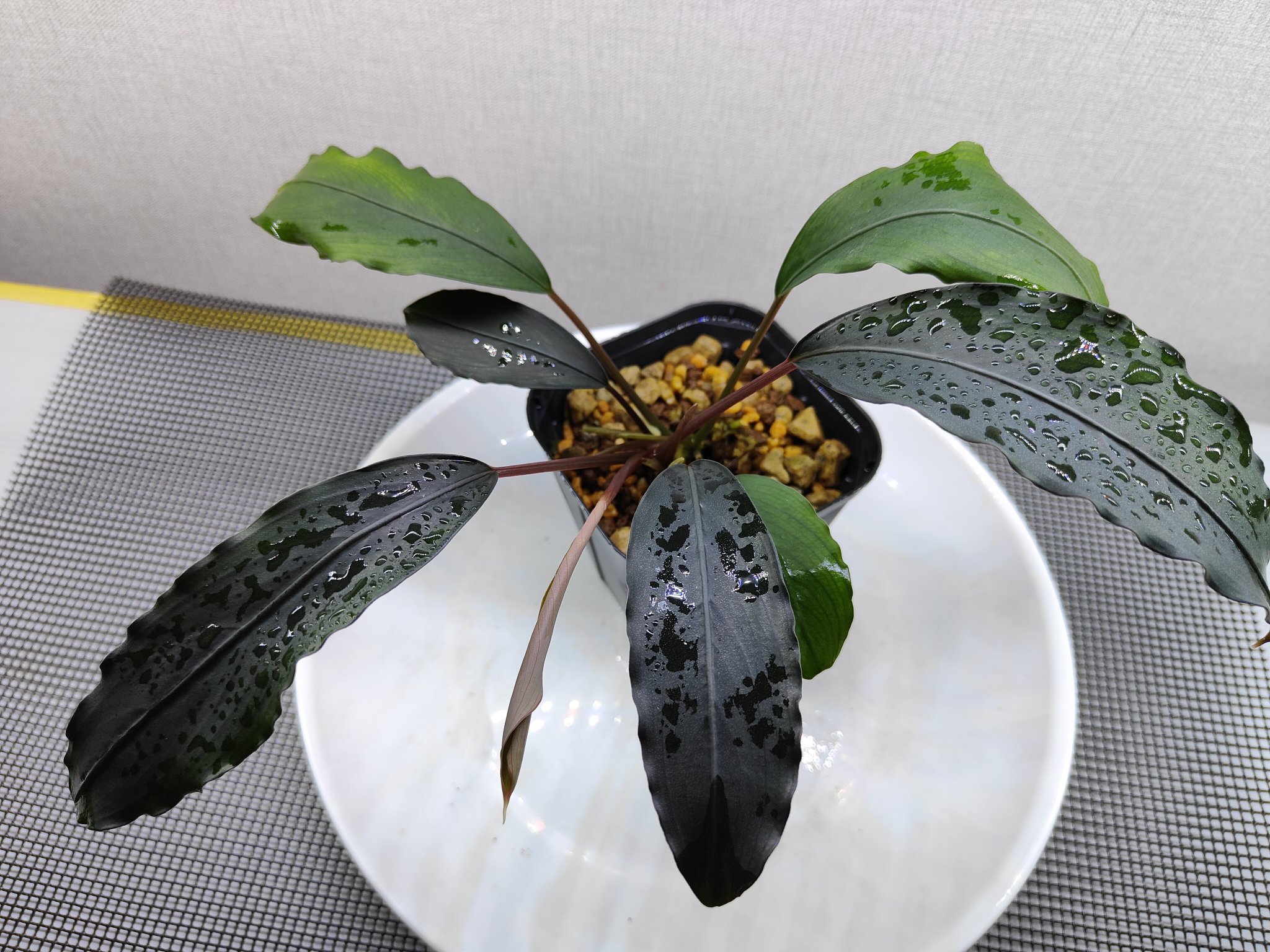 ブセの木 NEW JUNGLE PLANTS 「ジュエルオーキッド」 | AQUA DESIGN AMANO