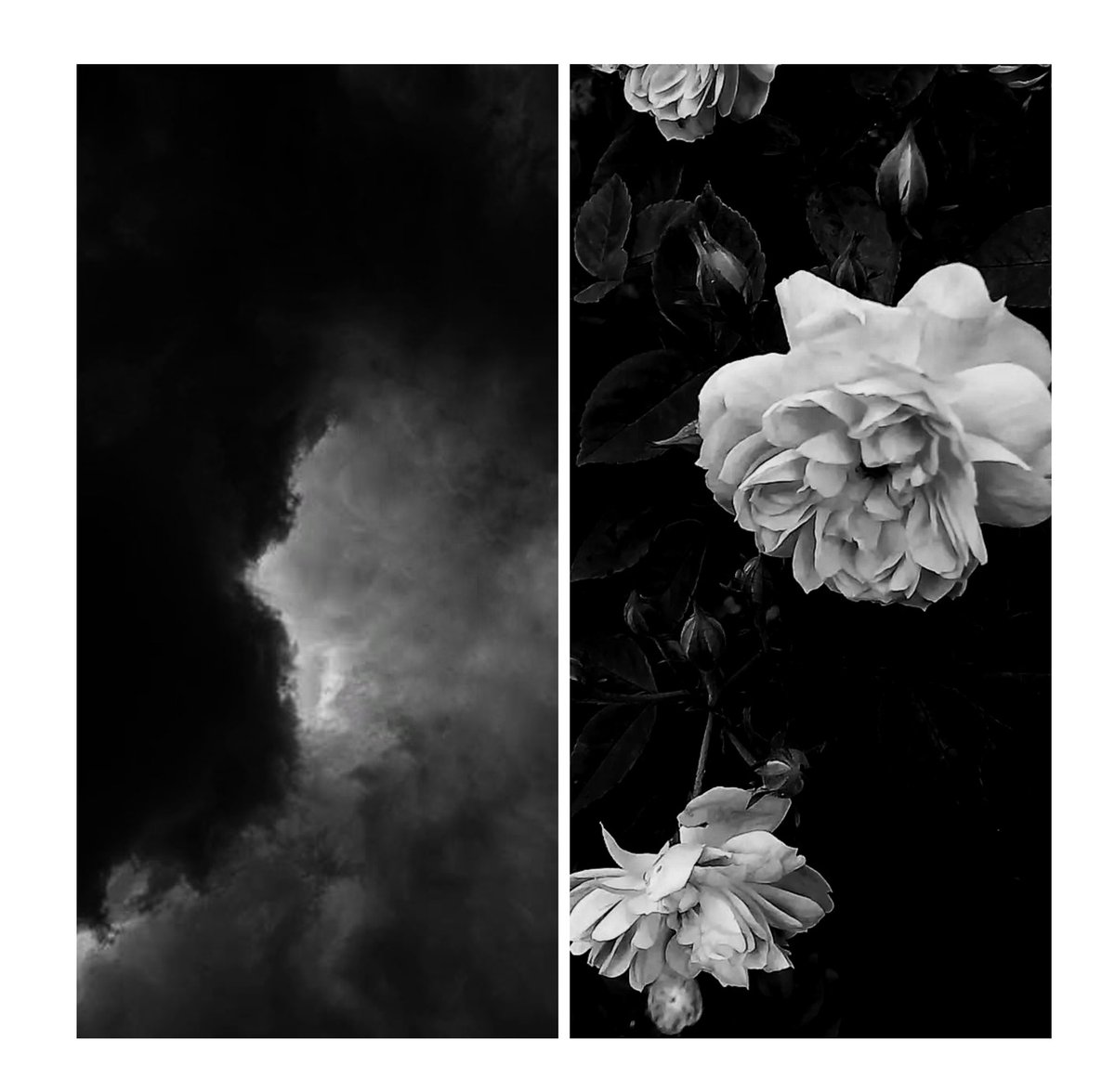 “I can hear the almost unhearable sound of the roses singing."
      — Mary Oliver