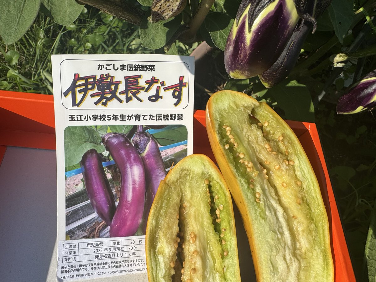 todoke_786's tweet photo. 🍆伝統野菜「伊敷長なす」
種取り用の実が熟成したので切ってみました！
厚みのある種が獲れましたよ
#伊敷長なす
#玉江小学校 https://t.co/qLSHh7yaE5