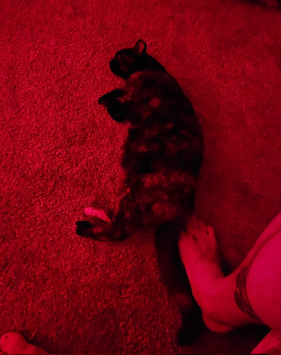 The Ritualis jewelry mascot, ladies and gents.

She's been sitting on my feet all day anytime I sit down.

I need to learn cat telepathy.
