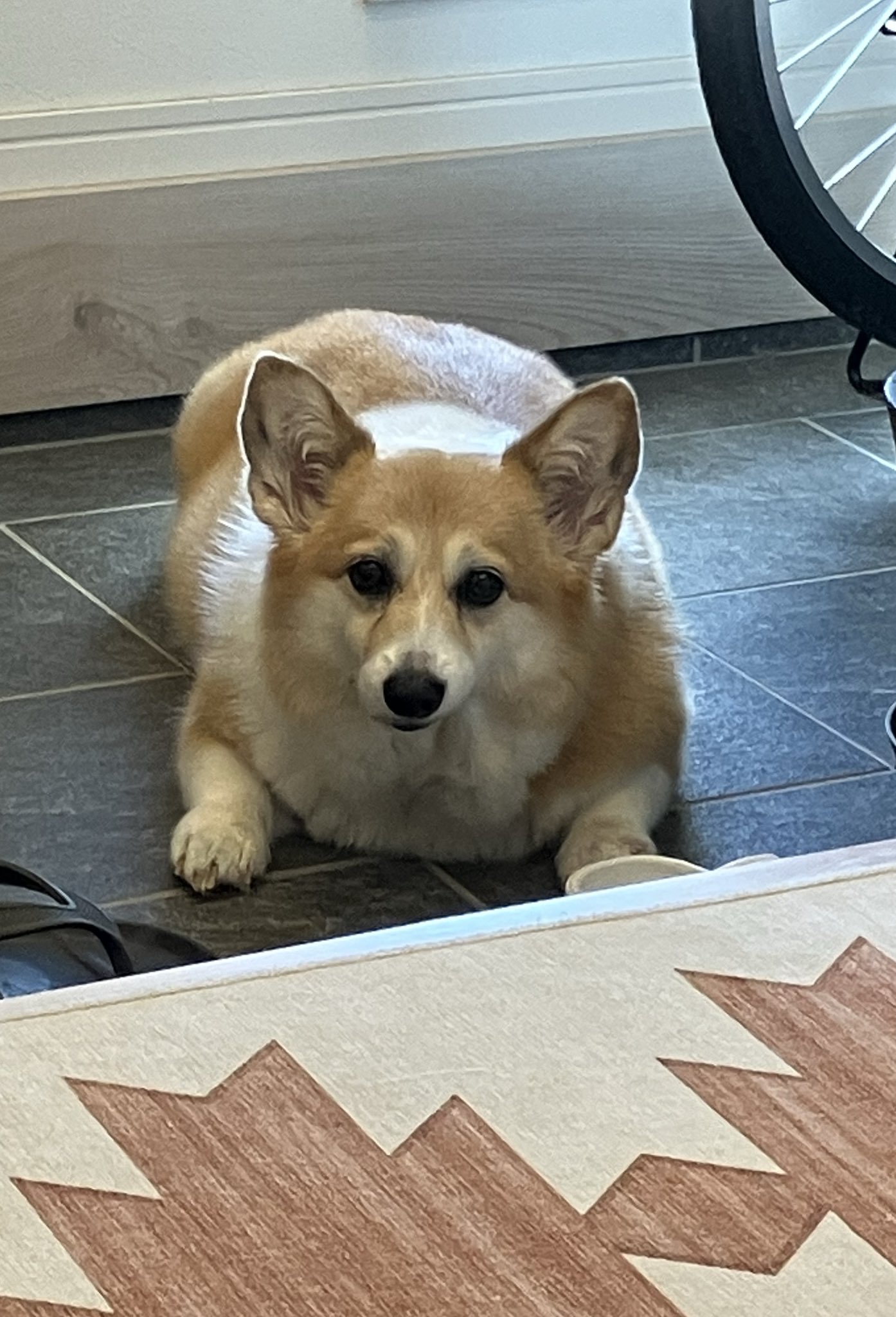 コーギー kogi_musu on X: 