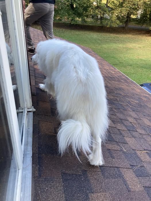 grea46980's tweet image. So Dan went out the bedroom window to clean out gutters and this happens. Calgon me away