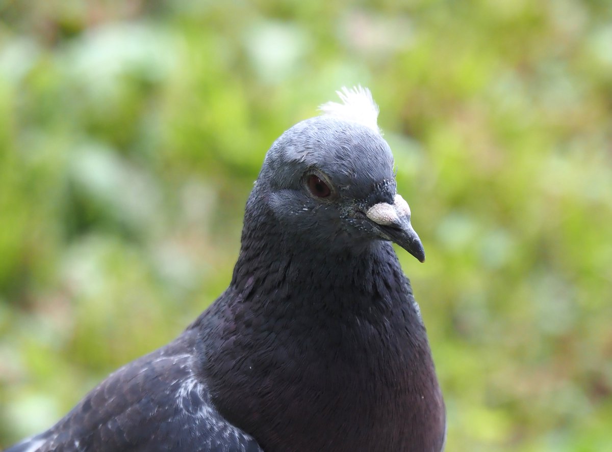 chunchu0803's tweet image. 白鳥の湖を踊る気満々なハト先輩に、たくさんのいいね、リポスト、引用ありがとうございます！

お茶の水博士、阿笠博士、ドク、ジャムおじさん、茂じい、攻殻機動隊の荒巻などの説も出ていますが、本人はバレリーナのつもりです🤣

熱演中のハト先輩もどうぞ！

#ハト