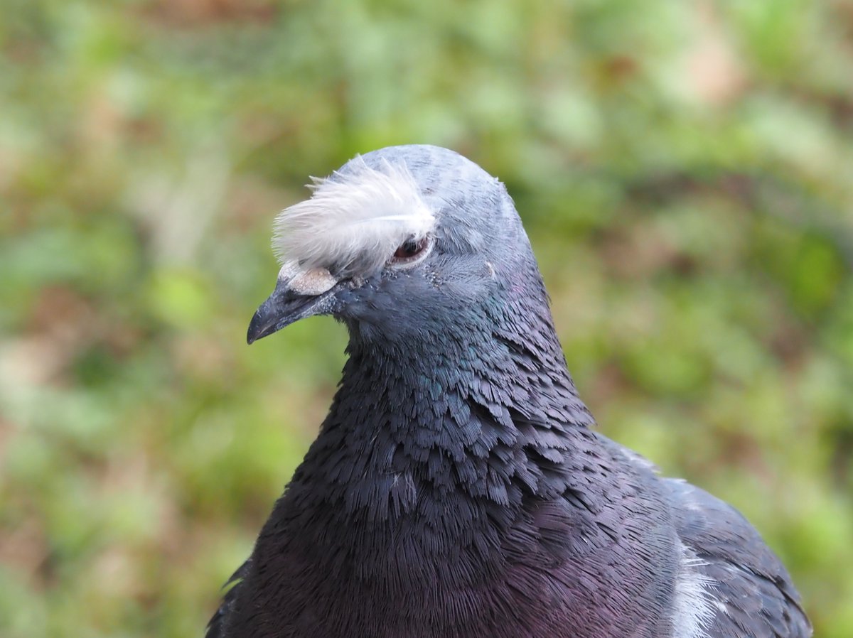 chunchu0803's tweet image. 白鳥の湖を踊る気満々なハト先輩に、たくさんのいいね、リポスト、引用ありがとうございます！

お茶の水博士、阿笠博士、ドク、ジャムおじさん、茂じい、攻殻機動隊の荒巻などの説も出ていますが、本人はバレリーナのつもりです🤣

熱演中のハト先輩もどうぞ！

#ハト