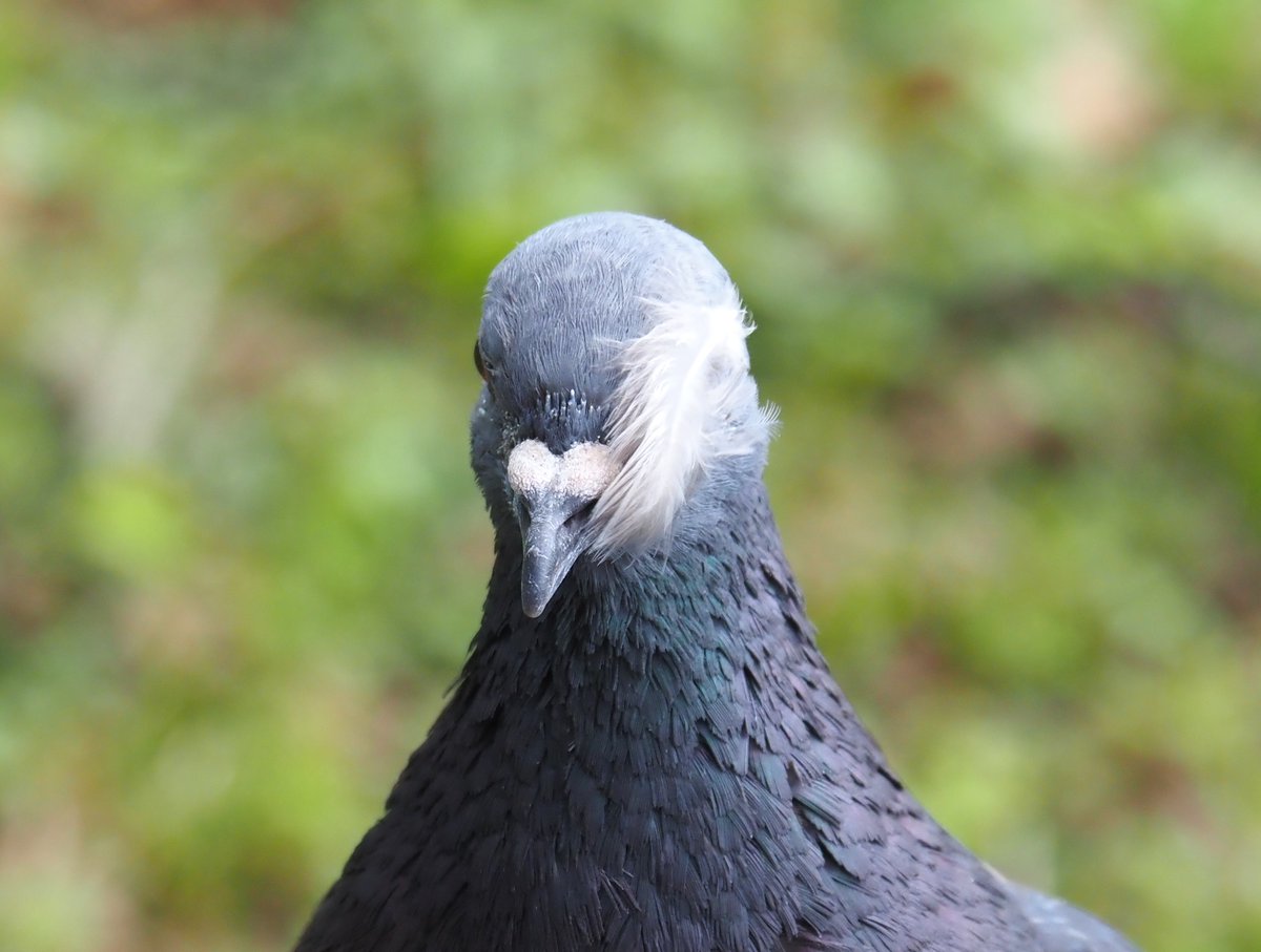 chunchu0803's tweet image. 白鳥の湖を踊る気満々なハト先輩に、たくさんのいいね、リポスト、引用ありがとうございます！

お茶の水博士、阿笠博士、ドク、ジャムおじさん、茂じい、攻殻機動隊の荒巻などの説も出ていますが、本人はバレリーナのつもりです🤣

熱演中のハト先輩もどうぞ！

#ハト