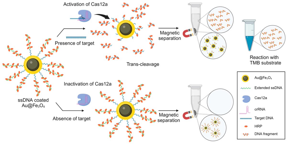 Biosensors_MDPI's tweet photo. 📣Call for Reading:
#Article
One-Pot CRISPR-Cas12a-Based Viral DNA Detection via HRP-Enriched Extended ssDNA-Modified Au@Fe3O4 Nanoparticles
by Dong Hyeok Park, et al.
https://t.co/ltyIs3ZZdE
#OnePot #CRISPR #DNADetection #AuFe3O4
#biosensors #mdpi #openaccess https://t.co/xQKlC39h9u