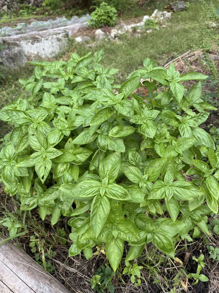 MOTHERCOAT (@mothercoat) / Posts / X