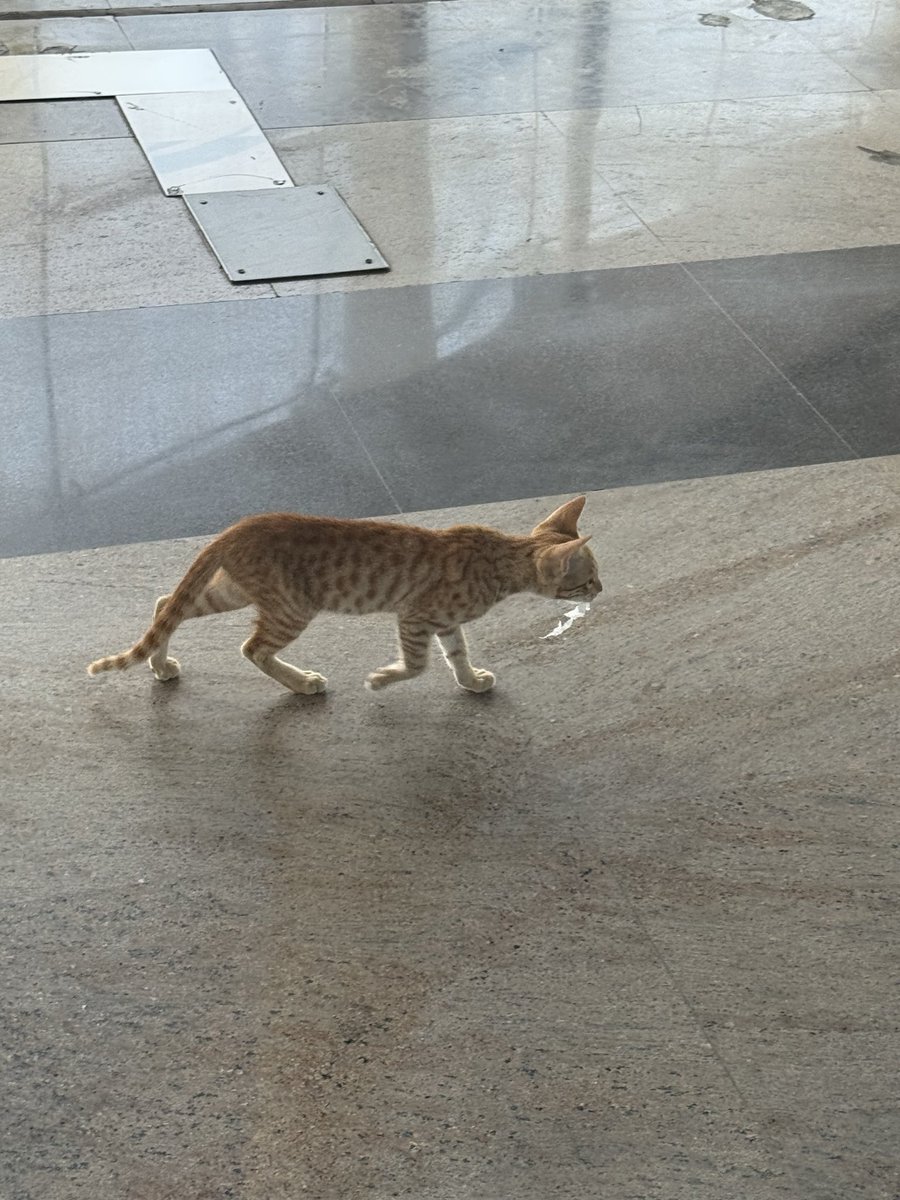 SanjeevRC's tweet photo. No security check required. Kitten ready to board the flight near gate at @aaibplairport @flytoBhopal 

#Traveller #InternationalTraveller #ReadyToFly #FlyIndigo #BhopalAirport https://t.co/P2Z8ShvhEZ