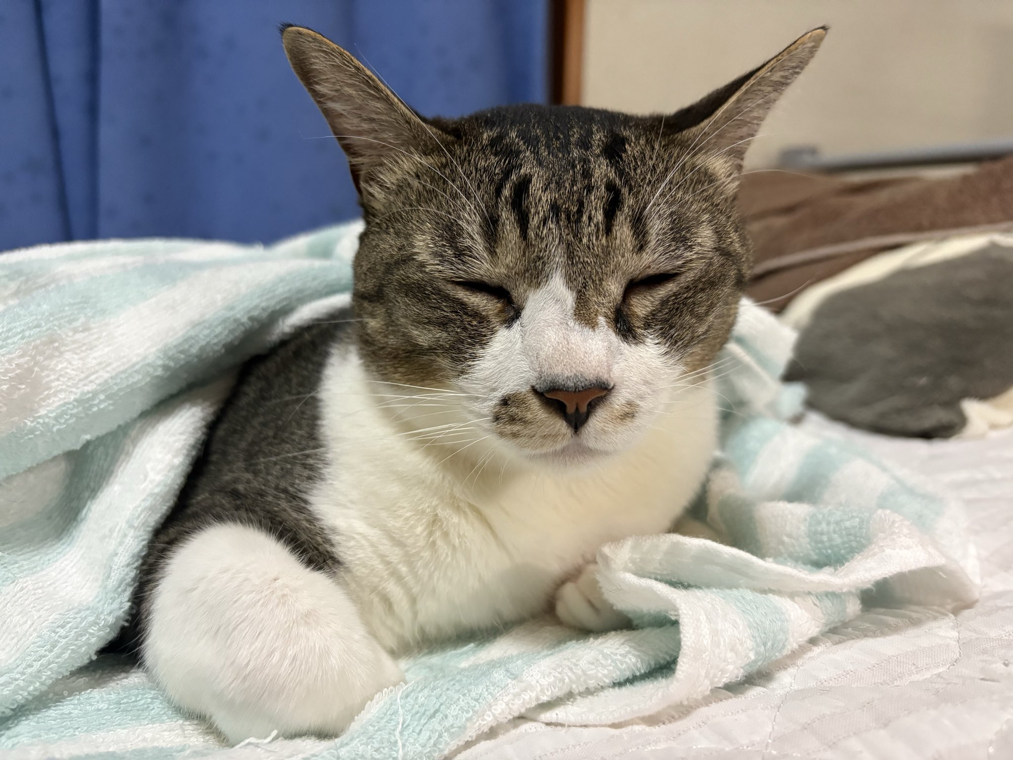 もちウマ ゲーム版 マルゼンスキー アクリルつままれ [ウマ娘 プリティー