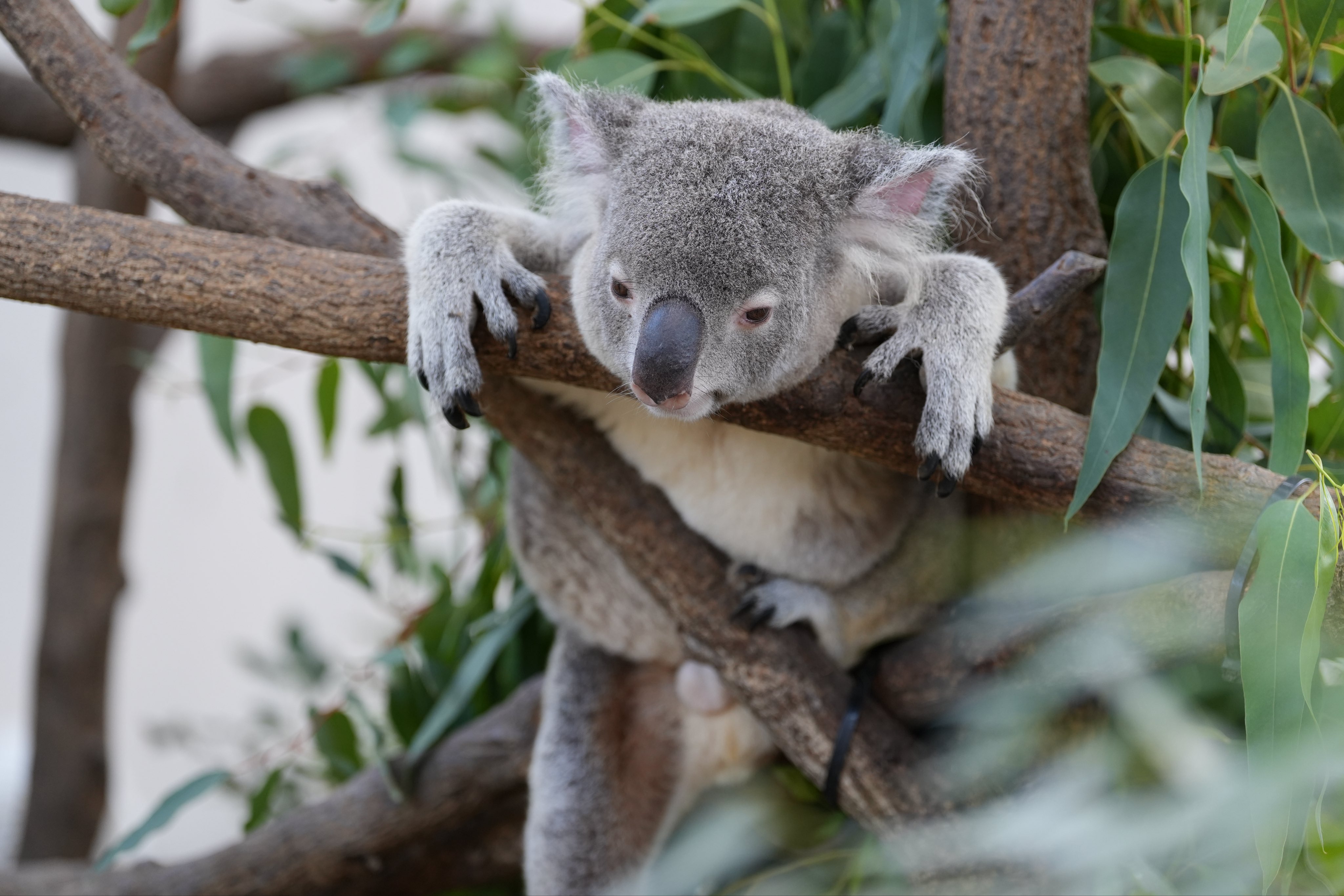 コアラ KA-1 コアラ ウルトラメッシュ EX ヘザーブルー::ホクソンベビー