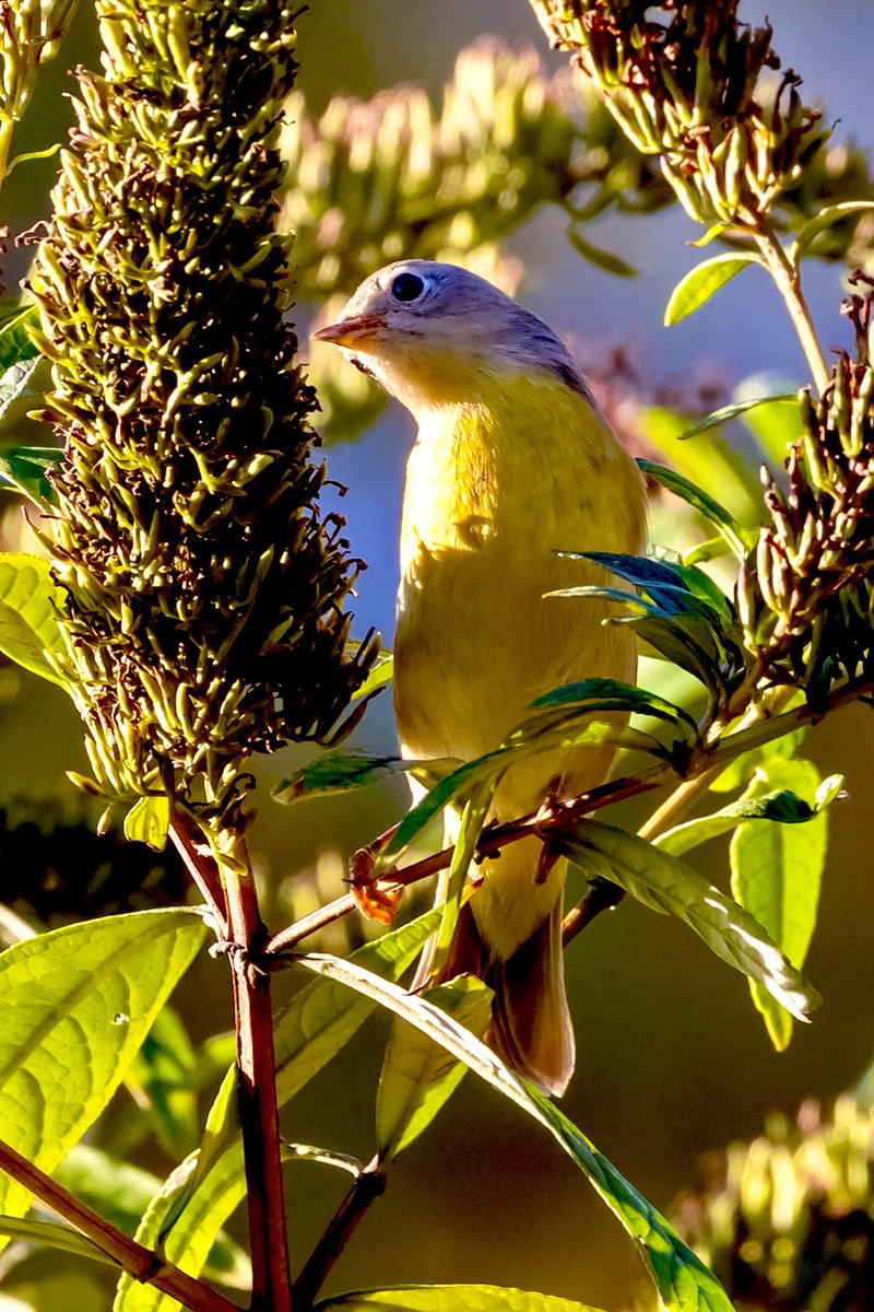 ValerieBlock's tweet image. Nashville warbler at the butterfly garden in Central Park on Monday. A challenge to catch flitting about the backlit brush, but at least I got a glimpse of this lemon-yellow visitor! Safe travels to your winter habitat little one #birdcpp #birding #canonphoto #BirdsSeenIn2025