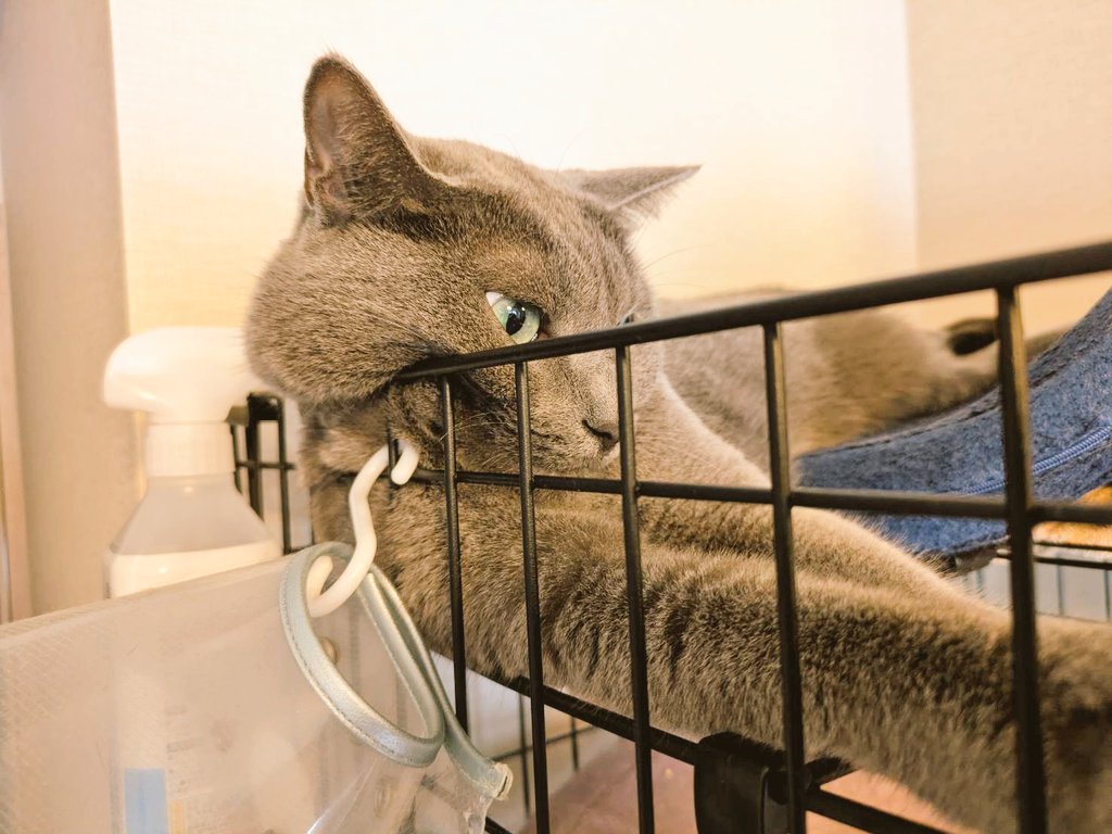 こんにちは

碧さま、顔に柵が刺さってますよ:( ;´꒳`;)