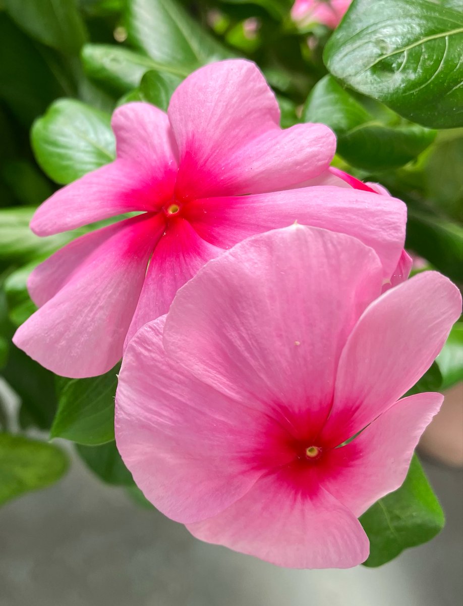 Our periwinkle flowers for today
🧡🧡🤍🤍💗💗
😉😺🌼🌼🌼🌼✨🌞
#Flowers #Periwinkle #garden #October2025