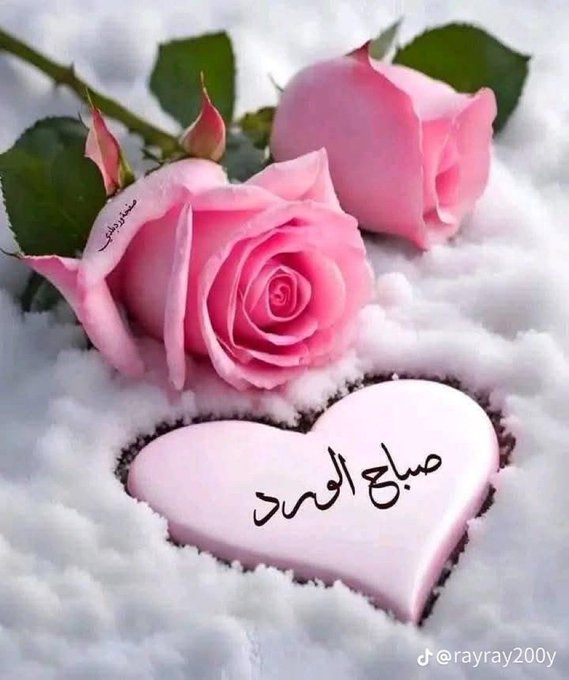 صباح الخير
  مع اشراقة الصباح🤍
     يضئ الكون فينثر النور
            ويضم للقلب نوره
         ويبث فيه الحياة من جديد