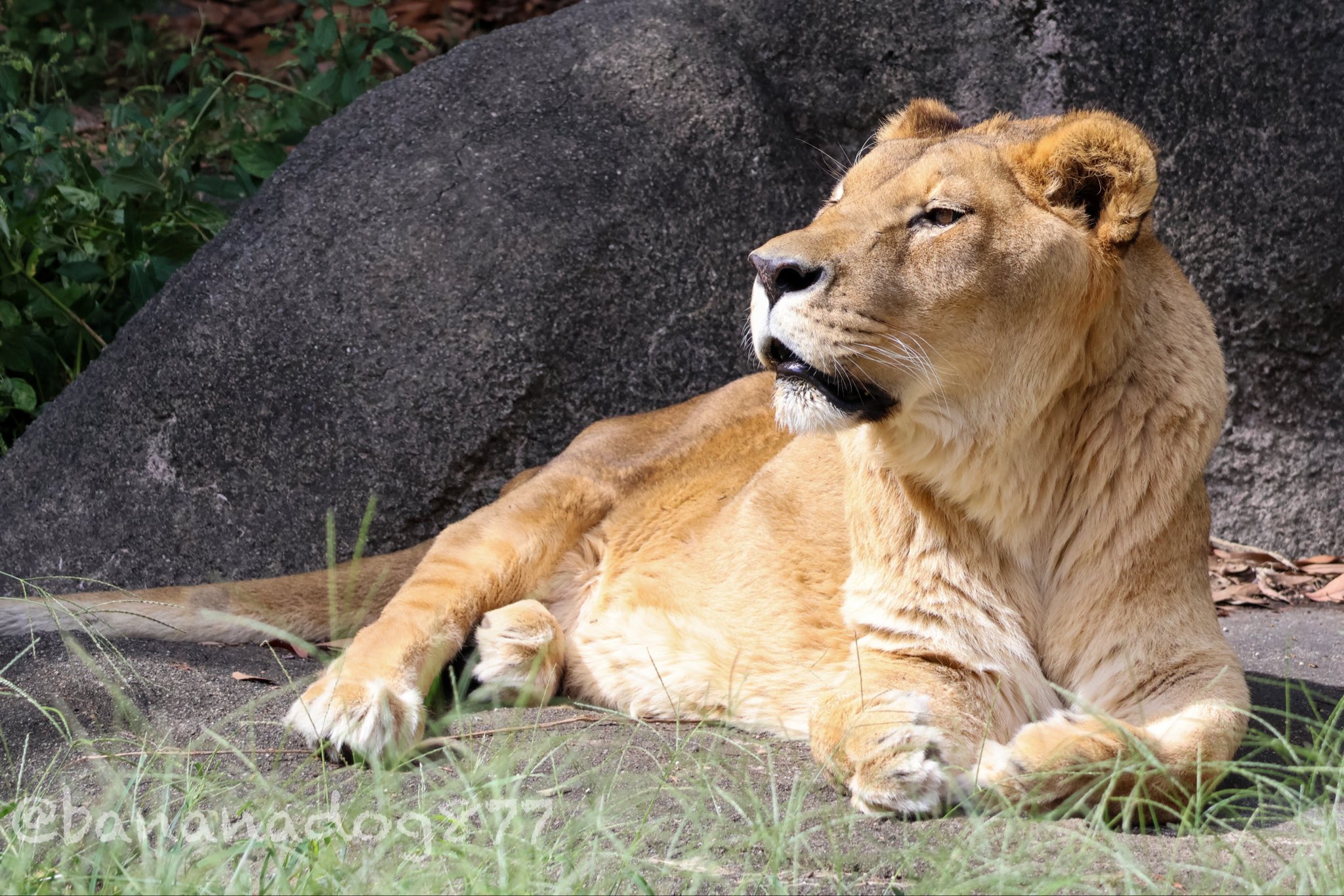 DXガオライオン・ブルーバージョン　箱なし美品 サナライオン様専用 DXガオライオン・ブルーバージョン 箱なし美品