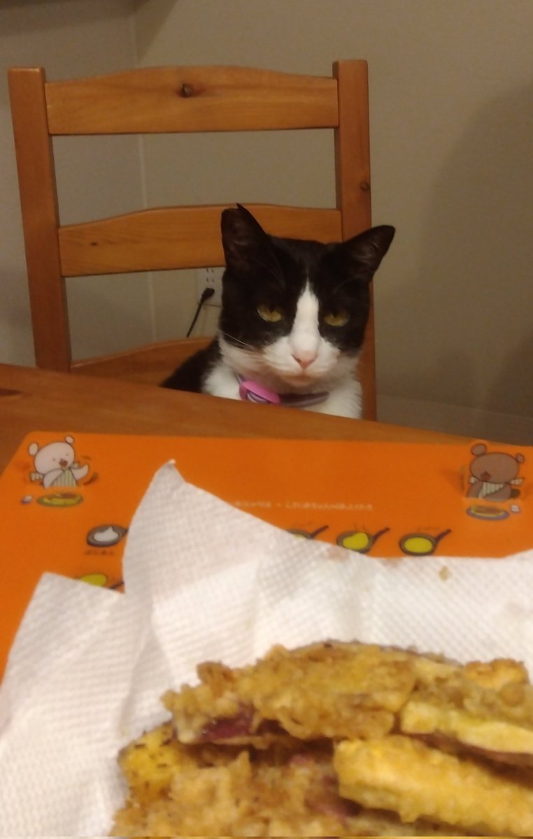 charasubba2's tweet photo. 私にもご飯いただけますか？？
みたいな顔でご飯を待つ猫の写真貰えますか??
食卓に座って並ぶ猫があればなおHappy

目の前のは、さつまいもの
天ぷらのカレー風味です。（人間用）

#ねこのいるくらし
#ねこ https://t.co/tHf2opEvaJ