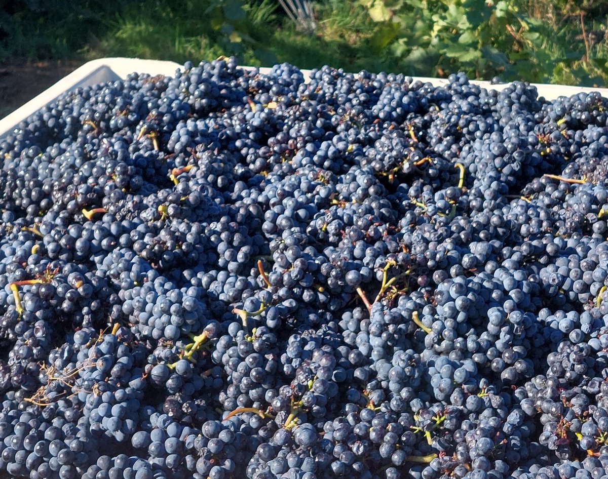 Fresh picked Pinot Noir 🍇💙