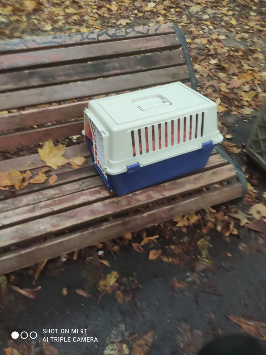 Вчера на лавочке у дома оставили переноску со сфинксом Фросей. И записку, что Фросе 15 лет и ей нужен новый дом. 

Фрося нашла новый дом по чатам домочадцев очень быстро. 

Но это не отменяет того, что люди, отсавившие её осенью на улице - звери.