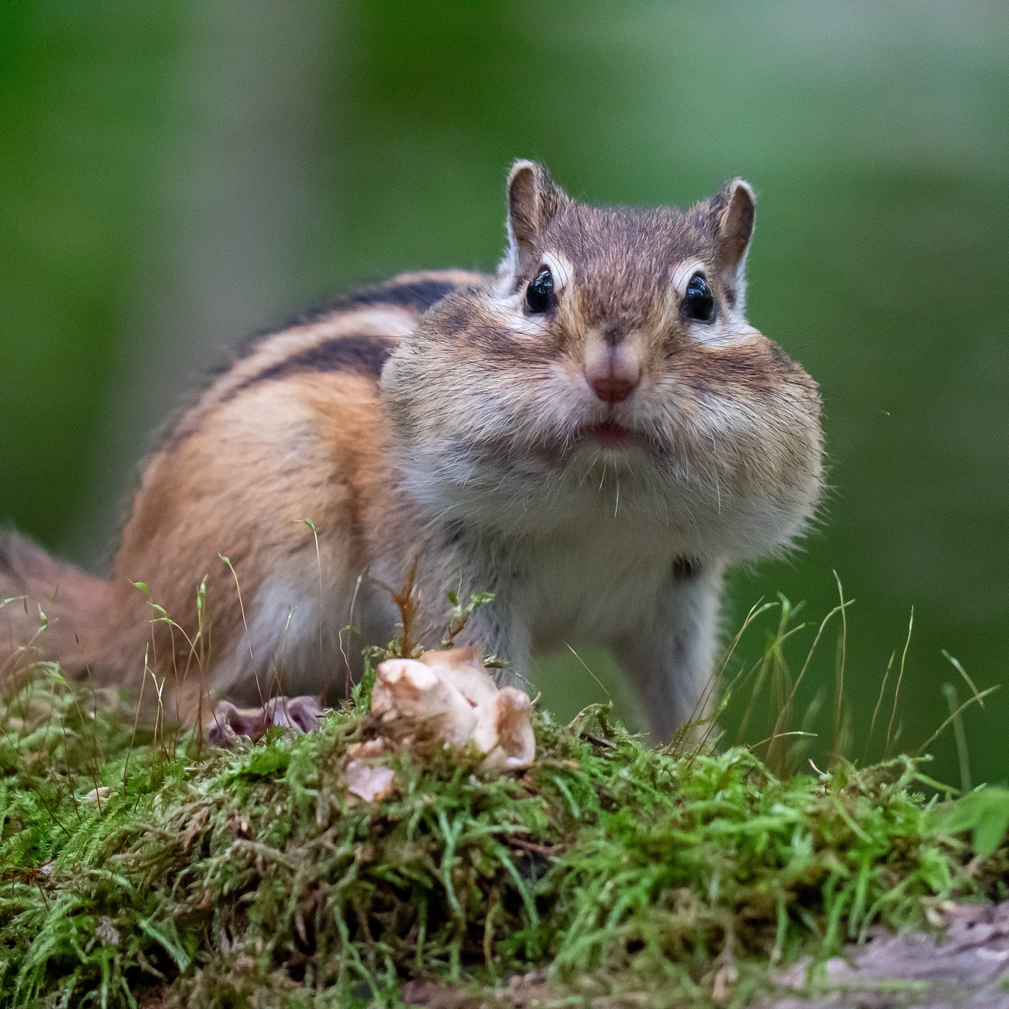 はっぴリスさま専用ページ coco_chipmunk on X: 