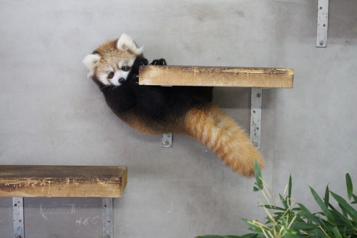 イベント】レッサーパンダの赤ちゃん一般公開開始と名前の募集!【令和7