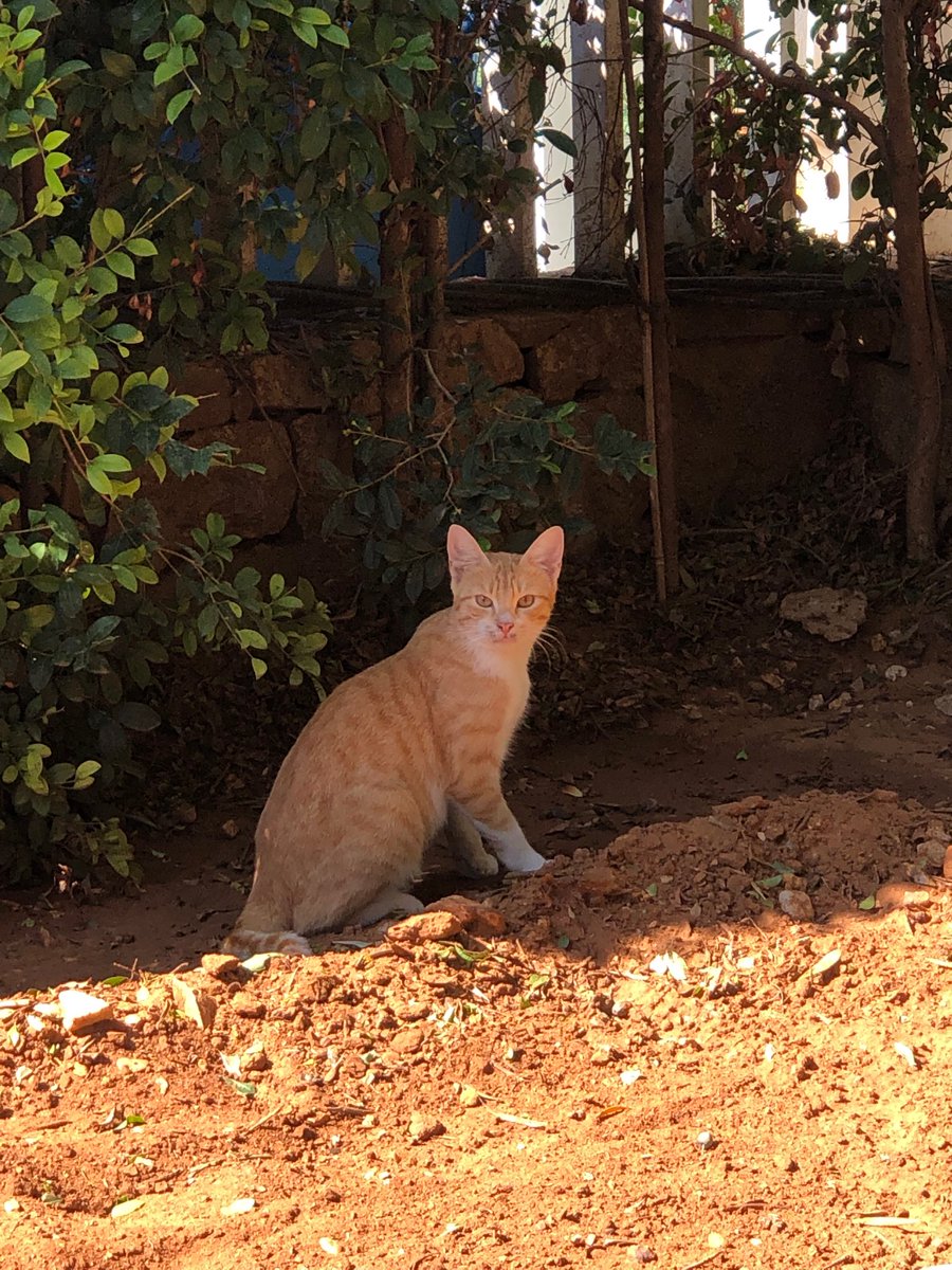 WonderfulSpace4's tweet image. Lovely day dear friends…🌼🍂☕️🐈🧡🤎
My photo 📸

#GoodMorningEveryone 🌼 #CoffeeTime ☕️ #CatsLover 🐈 #BeKindAlways 💛 #PeaceAndLove 🕊️