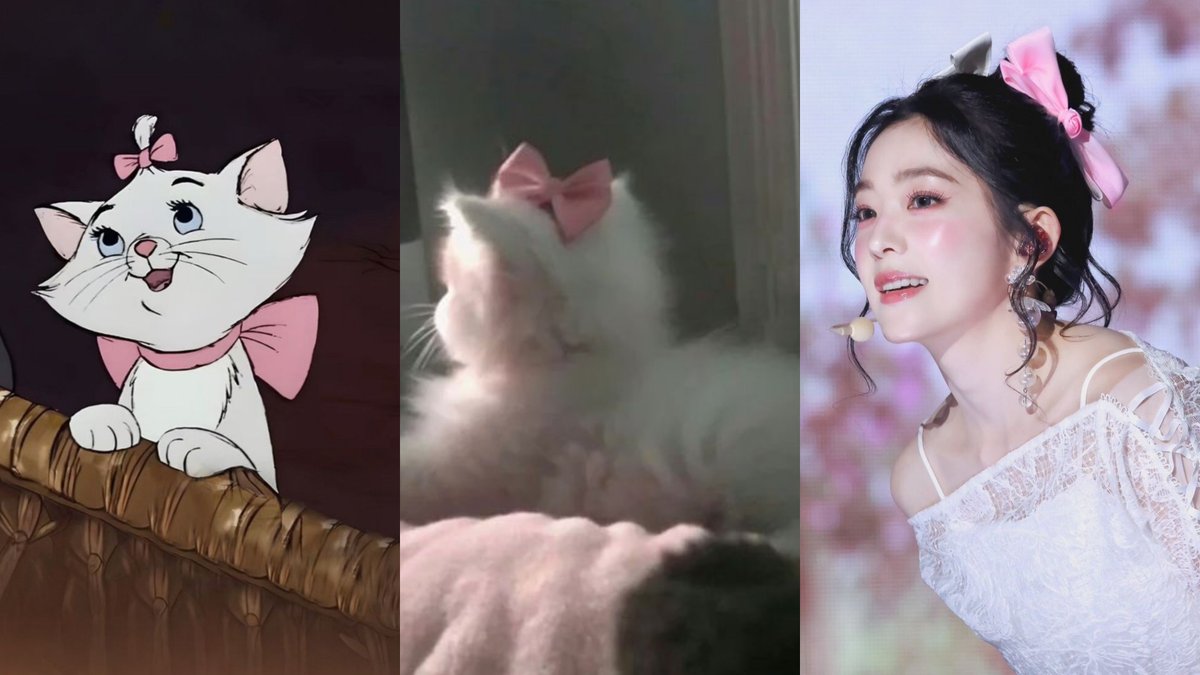 meow meow meow meow meow meow meow meow meow meow meow meow