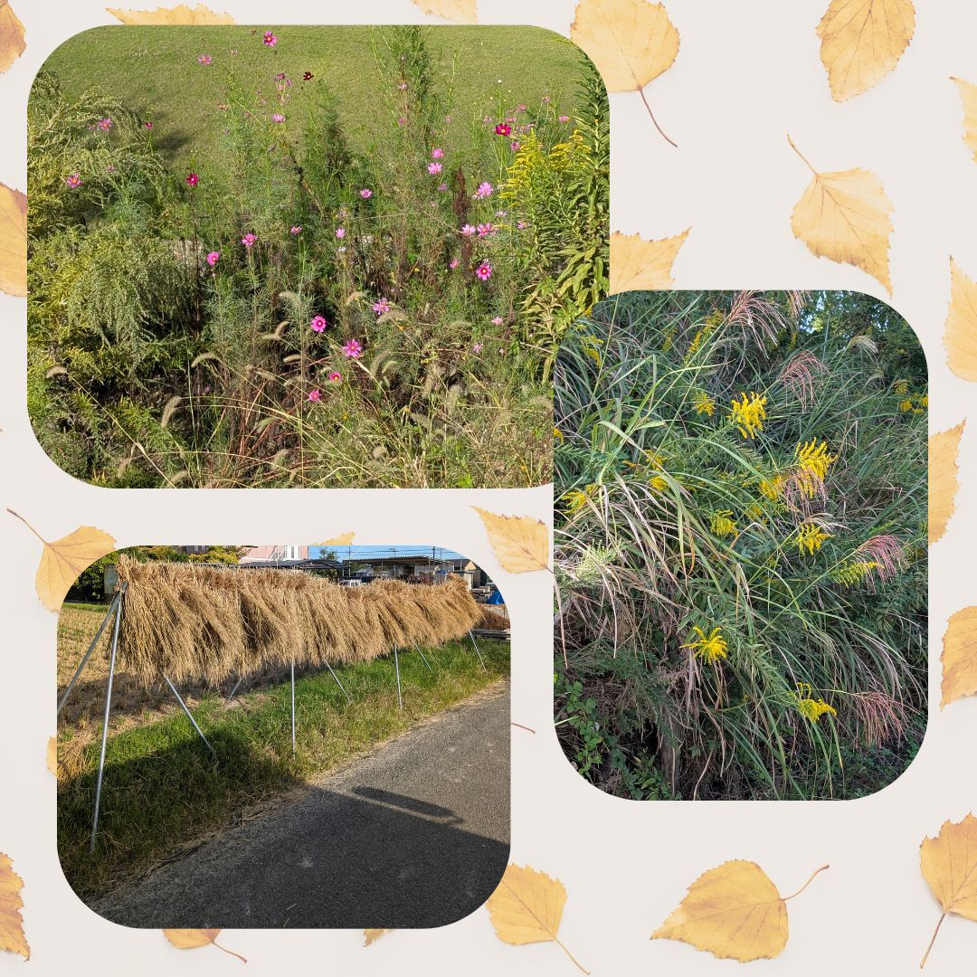 INFO_DRPC's tweet image. 今日はお天気がいいので、デジタルタワーがきれいに見えます☀️☀️☀️🙂最近のDRPCのまわりの秋を撮影してみました🍂🍁🍂🍁🙂#瀬戸市デジタルリサーチパークセンター #愛知県瀬戸市 #drpc #デジタルタワー #講座 #プログラミング #アレチヌスビトハギ荒地盗人萩 #グリーンカーテン用 #朝顔