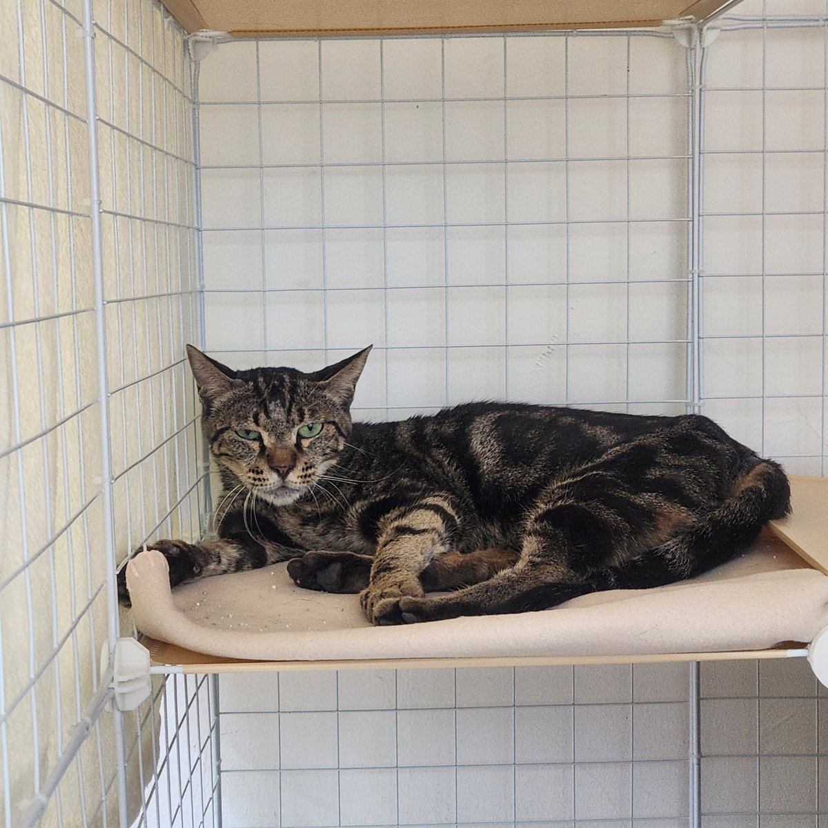 𝒒𝒖𝒆𝒆𝒏 그 자체