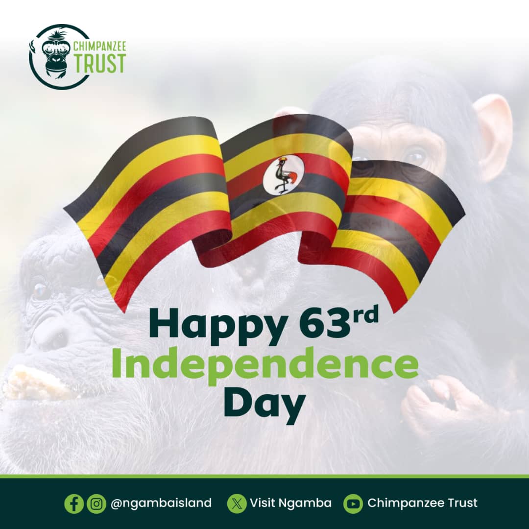 #Chimpanzeetrust tweet media