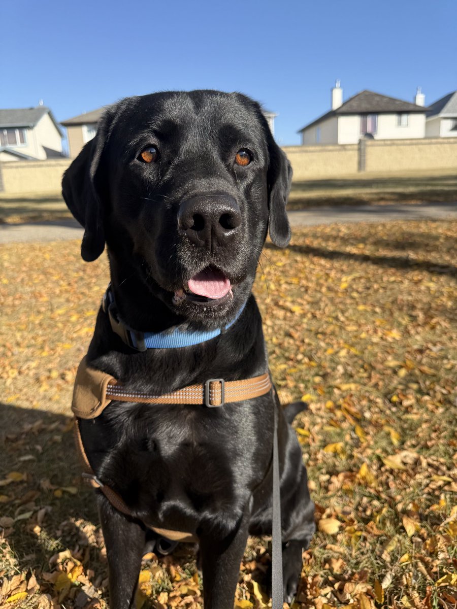 Jake72545474's tweet image. Jake like the fall colours. They contrast well with his shiny coat. 🐕🦺 🇨🇦 #BlackLabrador #Retriever #Calgary