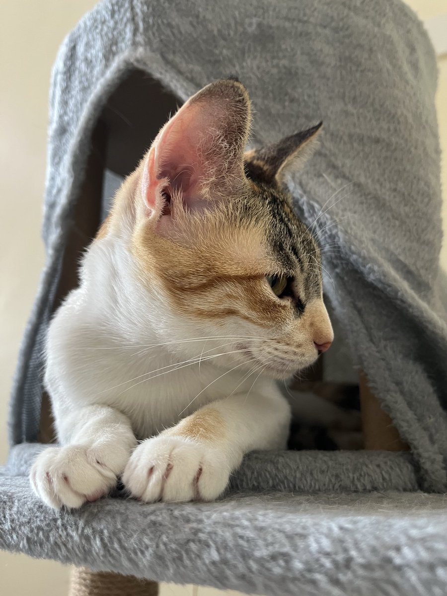 they’ve been keeping me up for the paaaast feew days aaaaaa but they get away with it coz they’re cute🤣❤️I love these gremlins